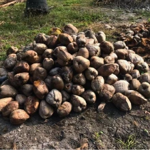 Dried Coconuts