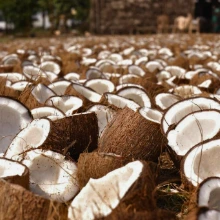 Drying the Coconuts