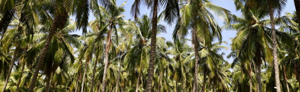 Coconut Farm